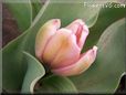 pink tulip flower