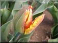 unbloomed tulip flower