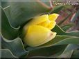 yellow tulip flower