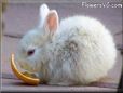 baby white rabbit picture