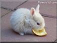 cute white rabbit picture