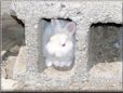  white rabbit picture