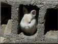  white rabbit picture