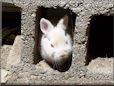  white rabbit picture