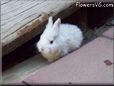 white baby bunny rabbit pictures