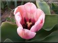 pink tulip flower
