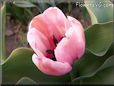 pink tulip flower