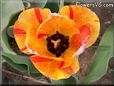 orange red tulip flower