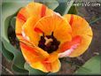 orange red tulip flower