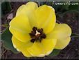 yellow bloomed tulip flower