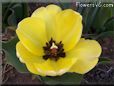 yellow bloomed tulip flower