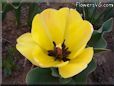 yellow bloomed tulip flower