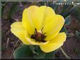 yellow bloomed tulip flower