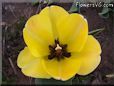 yellow bloomed tulip flower