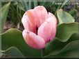 pink tulip flower
