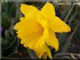 daffodil flower