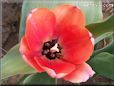 red black tulip flower