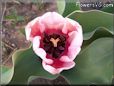 pink tulip flower