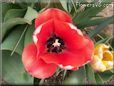 red black tulip flower