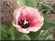 pink tulip flower