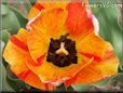 orange red tulip flower