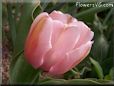 pink tulip flower