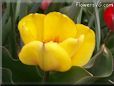 yellow bloomed tulip flower