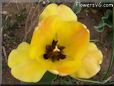 yellow bloomed tulip flower