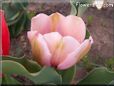 pink tulip flower