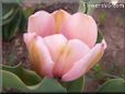 pink tulip flower