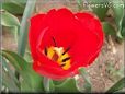 red yellow tulip flower