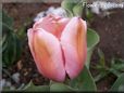 winter pink tulip flower