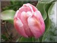 snow pink tulip flower