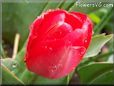 red tulip flower