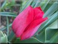 red tulip flower