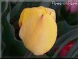 yellow tulip flower