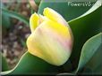 yellow tulip flower