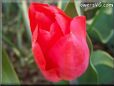 red tulip flower