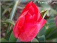 red tulip flower