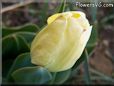 yellow tulip flower