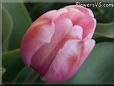 pink tulip flower