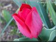 red tulip flower