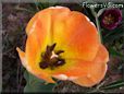 orange red tulip flower