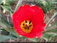 red yellow tulip flower