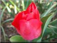 red tulip flower