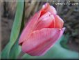 pink tulip flower