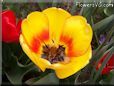 yellow red tulip flower