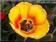 yellow red tulip flower