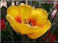 yellow red tulip flower