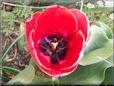 red black tulip flower